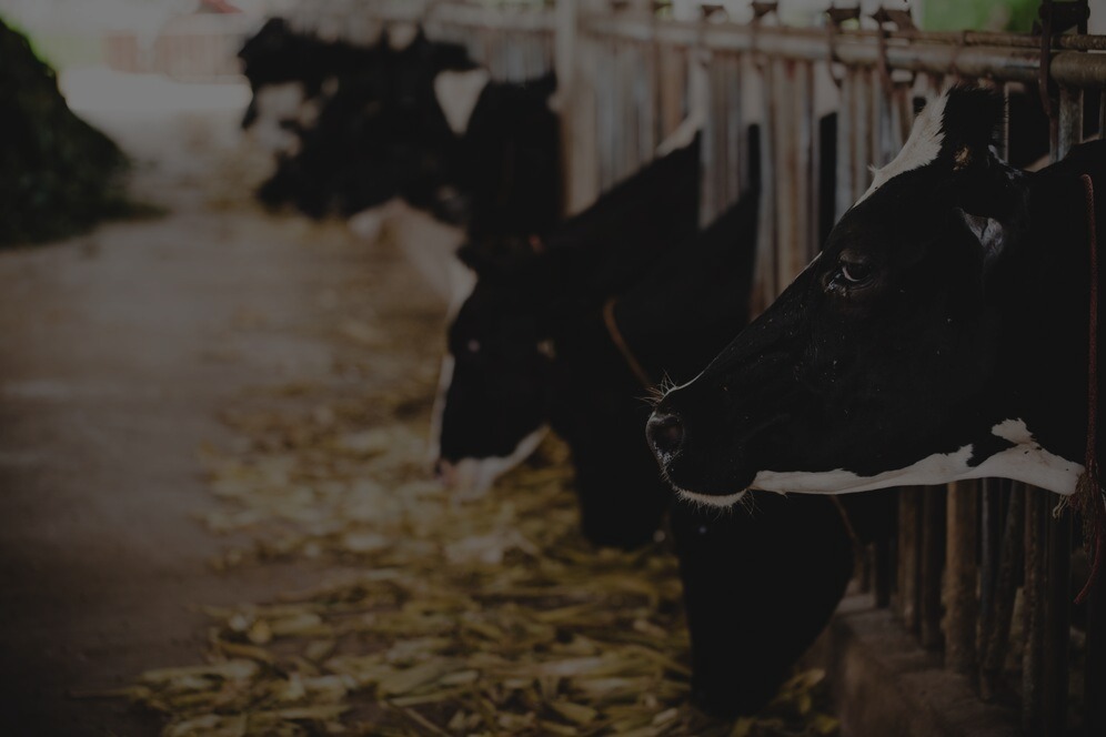 poultry-farming-slider-2